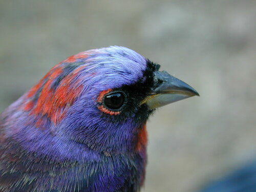 Varied Bunting (Passerina versicolor), a lookalike recorded in Texas