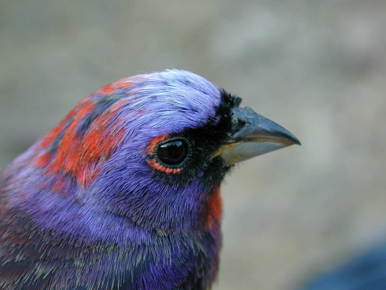 Varied Bunting (Passerina versicolor)