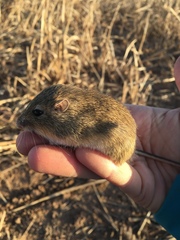 Chaetodipus hispidus