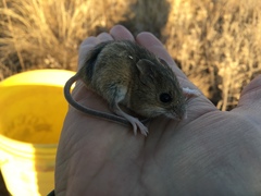 Reithrodontomys fulvescens