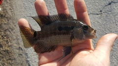 Cichlasoma bimaculatum