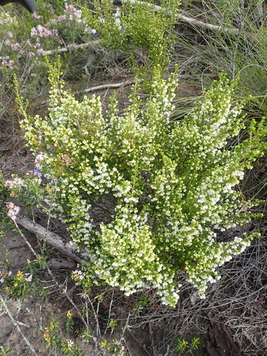 Image of Stunning Heath (Erica formosa) by (c) Nicola van Berkel, some rights reserved (CC BY-SA)