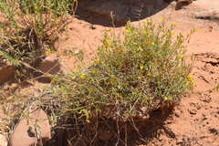 Ononis angustissima subsp. polyclada image