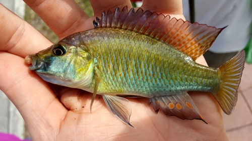 Oosterse happy (Astatotilapia calliptera) — Cichlidae