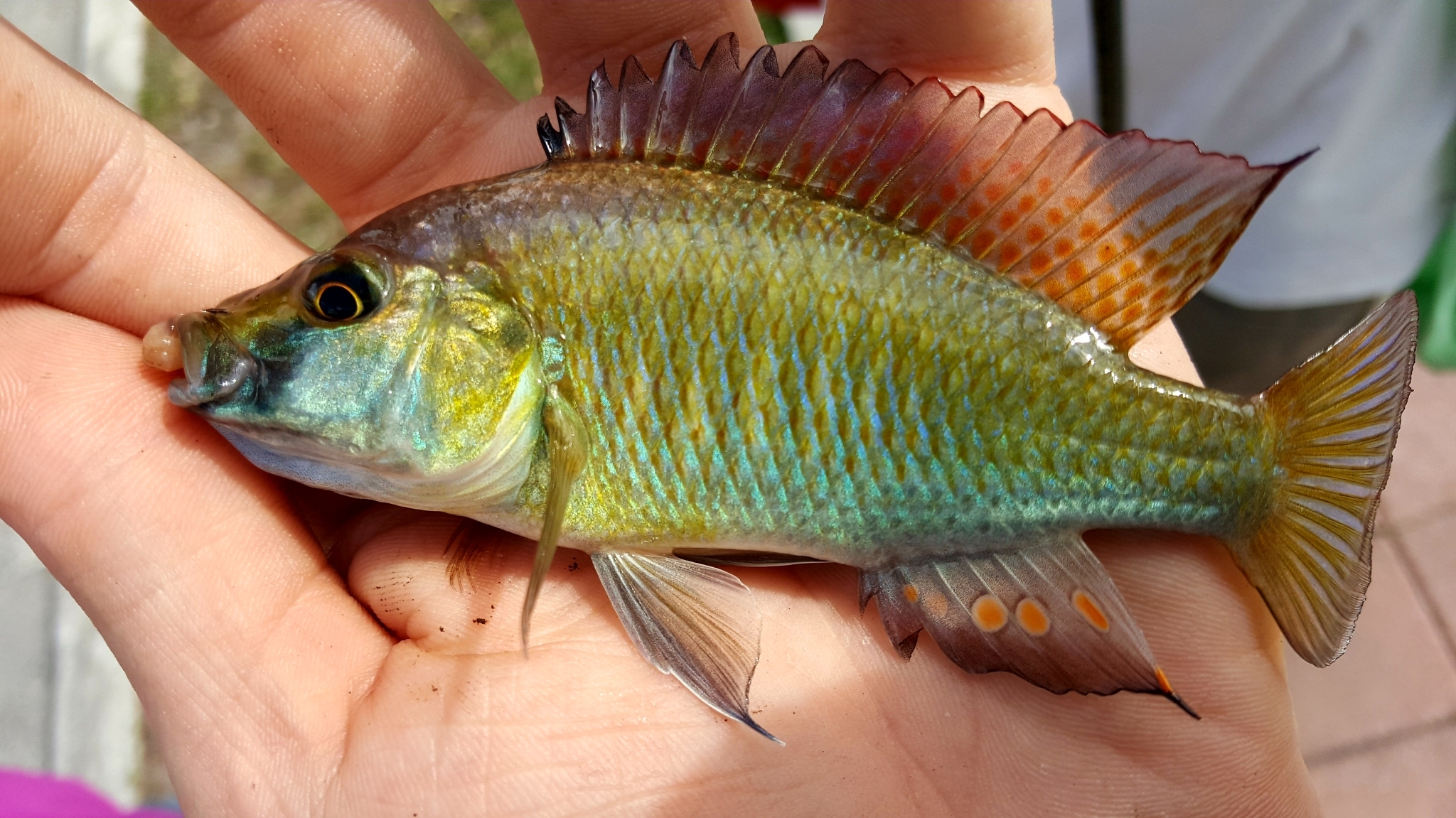 eastern happy cichlid