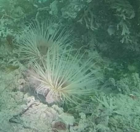Pachycerianthus torreyi