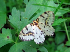 Abraxas grossulariata