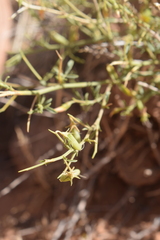 Ononis angustissima subsp. polyclada image