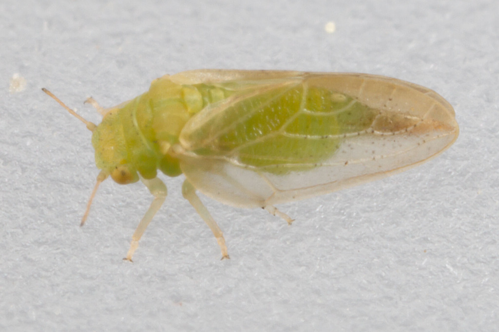 Rhinocola aceris