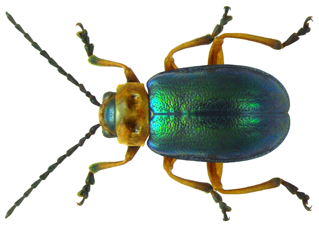 Leaf beetle