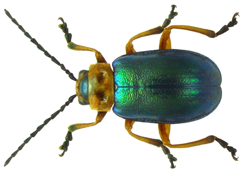 Paprastasis lipikiukas nuotrauka