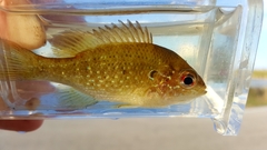 Lepomis marginatus