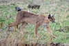 Caracal - Photo (c) mikeloomis, some rights reserved (CC BY-NC), uploaded by mikeloomis