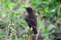 Myrmecocichla aethiops