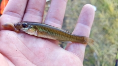 Fundulus seminolis