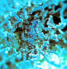 Hippocampus bargibanti