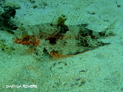 Dactylopterus volitans