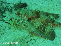 Dactylopterus volitans