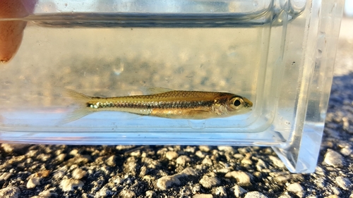Coastal shiner (Notropis petersoni) — Cyprinidae — 5