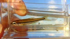 Notropis petersoni