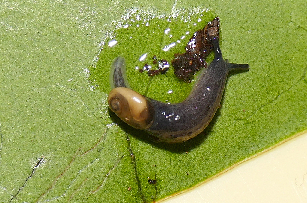 Daudebardiinae