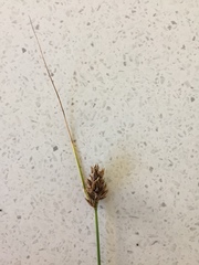 Carex divisa