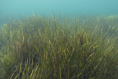 Zostera nigricaulis