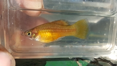 Xiphophorus variatus