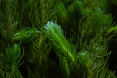 Caulerpa crispata