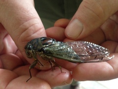 Megatibicen resonans