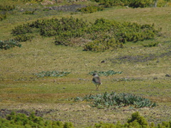 Vanellus resplendens