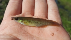 Fundulus chrysotus