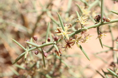 Asparagus horridus image