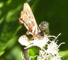 Anteros carausius carausius