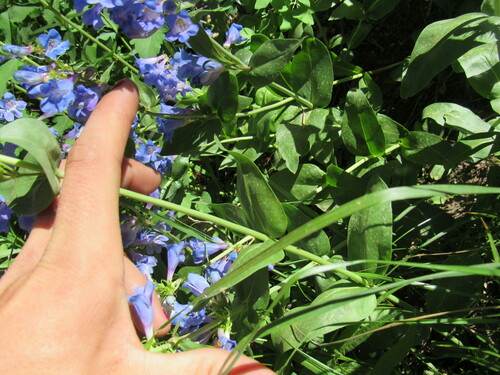 Image of Penstemon cyananthus by (c) Anders Hastings, some rights reserved (CC BY)