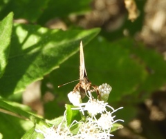 Anteros carausius carausius