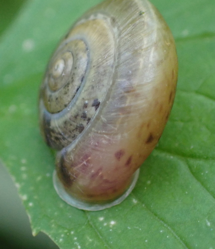 žihľavovka pupkatá (Urticicola umbrosus)