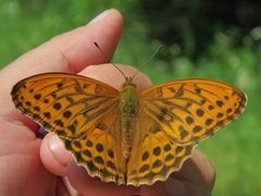 Argynnis sagana