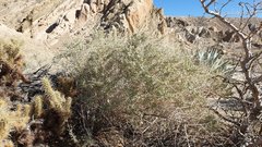 Atriplex canescens laciniata