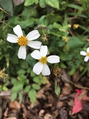 Bidens alba