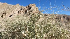 Atriplex canescens laciniata
