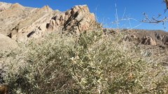 Atriplex canescens laciniata