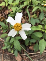 Bidens alba