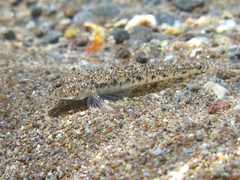 Marbled Goby photo 1
