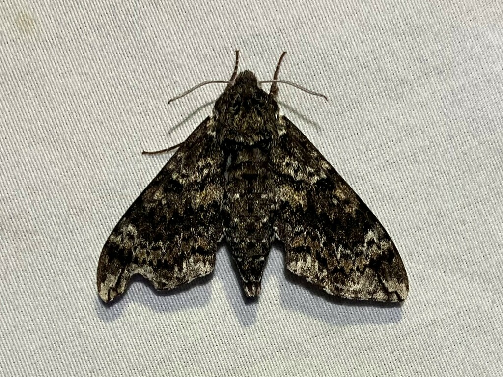 Pawpaw Sphinx from Coventry, CT, USA on July 8, 2023 at 10:30 PM by ...