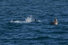 Delphinus