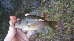Lepomis punctatus