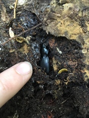 Plocamostethus planiusculus