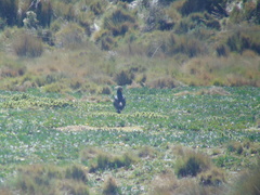 Daptrius carunculatus