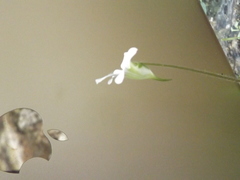 Pinguicula robertiana